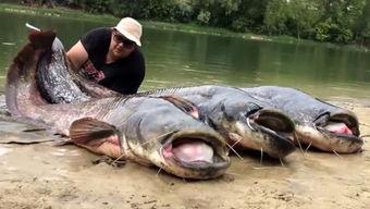 娱乐圈爆料鲶鱼是谁,揭秘背后惊人真相